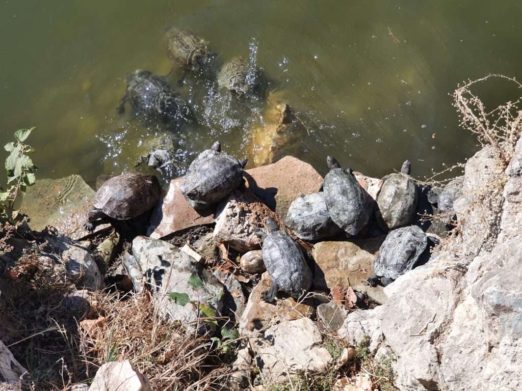 Черепахи у крепости Мамуре.