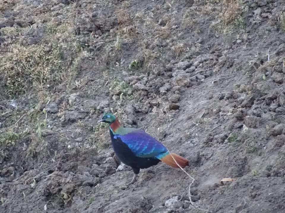 Гималайский фазан